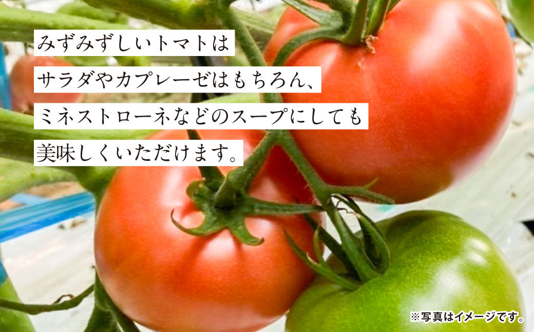 『まるで太陽の恵みをそのまま閉じ込めたような真っ赤な大玉トマト』約4kg