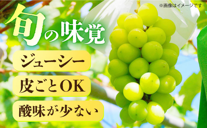 シャインマスカット ますかっと 果物 フルーツ 旬 高糖度 くだもの しゃいんますかっと マスカット