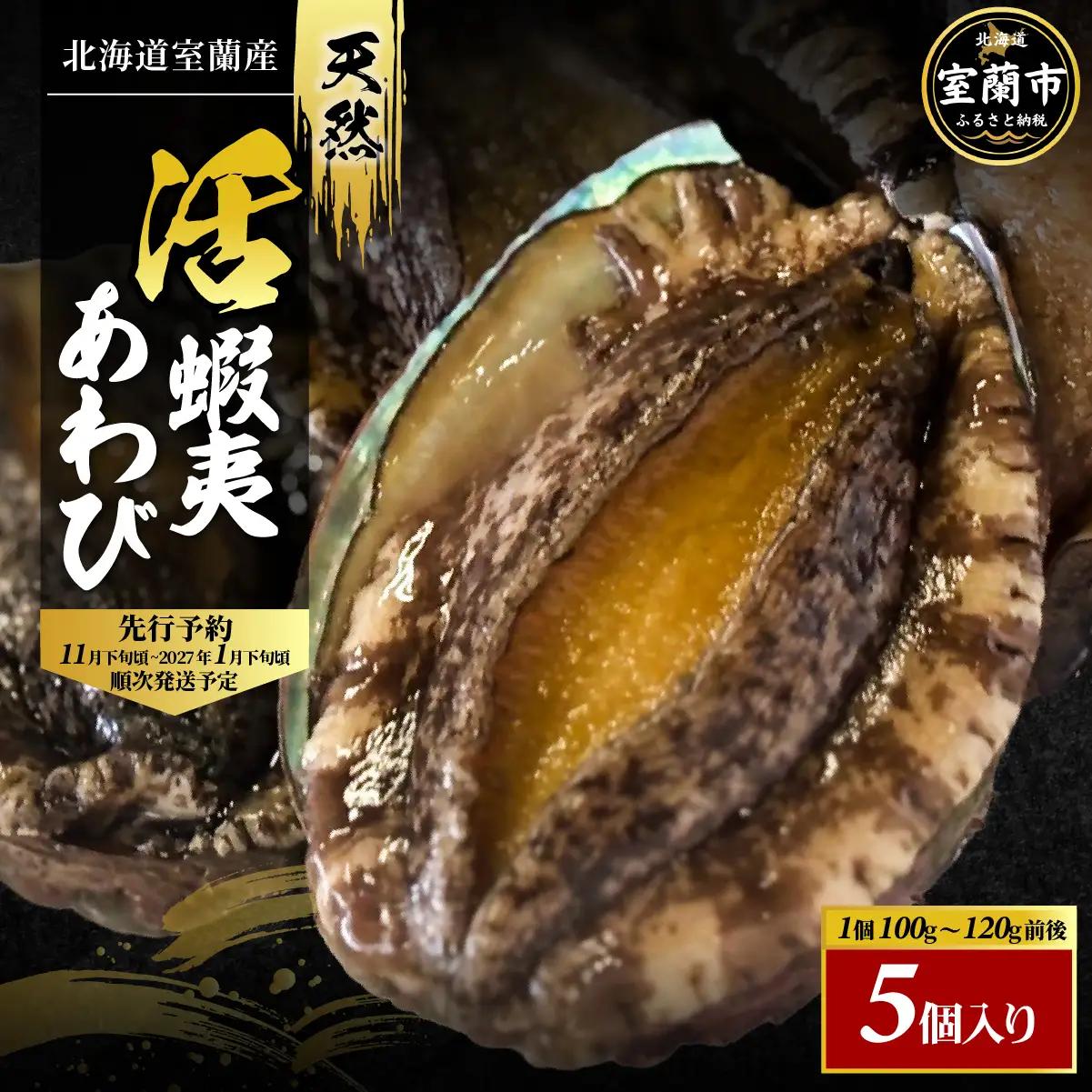北海道室蘭産 天然活蝦夷あわび 5個入（1個100g～120g前後）2026年11月下旬頃～2027年1月下旬頃順次発送 MROH006