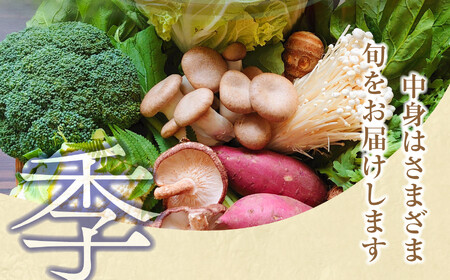 野菜 【6回定期便】野菜セット《先行予約》10種類前後 野菜 野菜 野菜