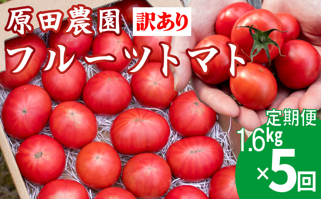 ＜2026年12月下旬頃より順次発送予定＞【5回定期便】 訳あり フルーツトマト 原田農園 1.6kg  ＊予約受付中＊（12月下旬～5月頃発送）
