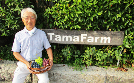 2026年産先行予約 粒シャイン300g×4　シャインマスカット 果物類 ぶどう フルーツ 果物 長野市