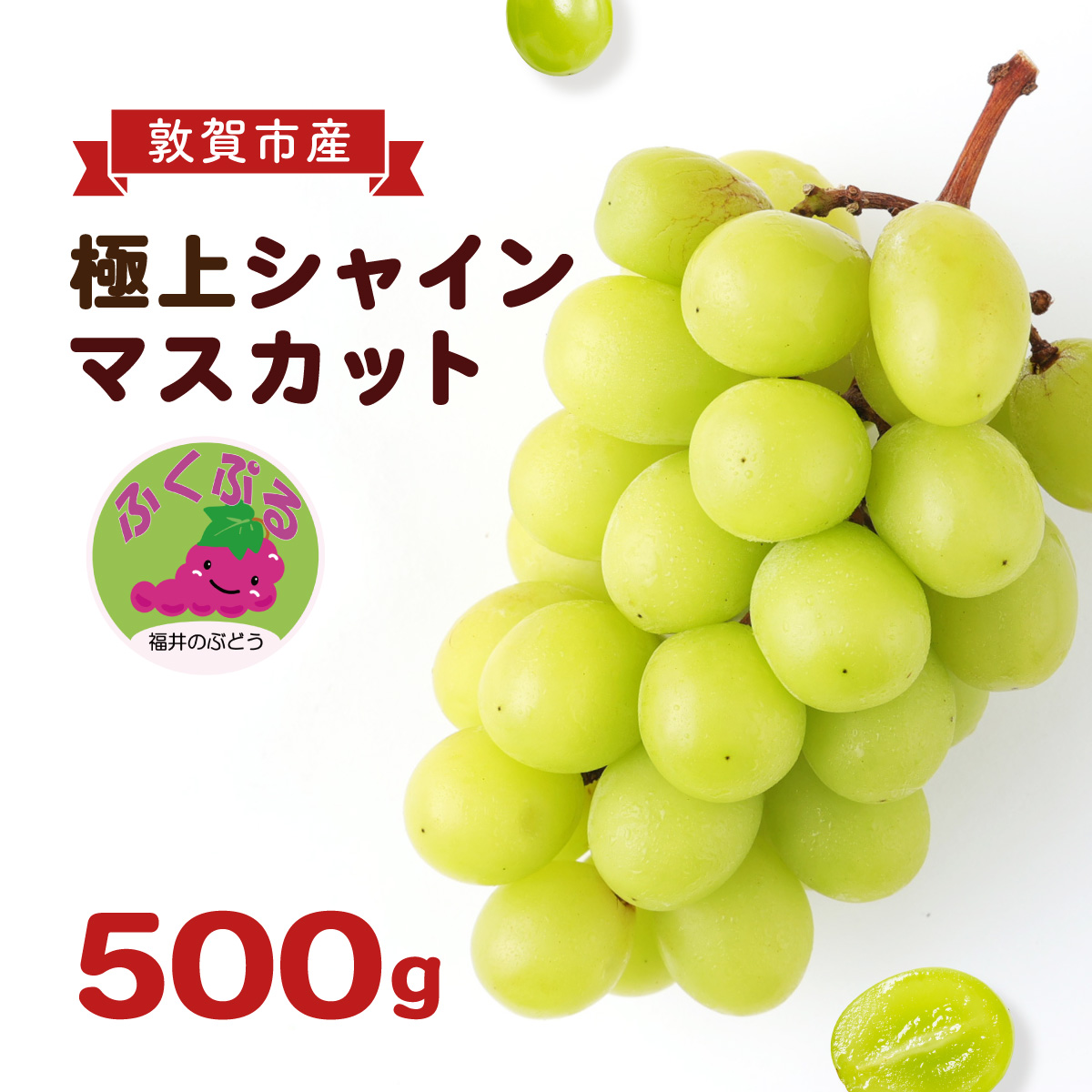シャインマスカット 「ふくぷる」 500g 敦賀市産  生産者直送！ 福井の ブランドぶどう 【マスカット ぶどう ブドウ 葡萄 旬 フルーツ 果物 くだもの 果実 大粒 種なし 人気 訳あり お中元 ギフト 贈り物 贈答 】[003-a003]