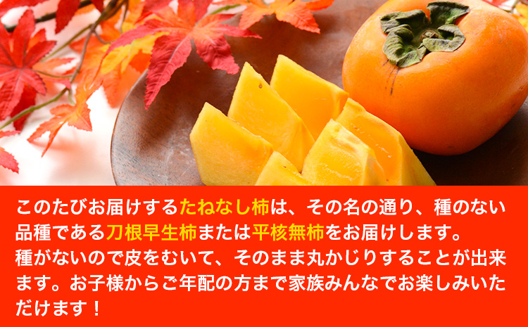 たねなし柿（刀根早生柿・平核無柿）約2kg（6〜9玉前後） 《2024年9月下旬-10月下旬頃出荷》 和歌山県 紀の川市 種なし柿 産地直送 柿 果物 フルーツ 2L〜Mサイズ カキ