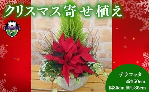 【 先行予約 ：2026年11月から発送 】 花 クリスマス 寄植え テラコッタ ポインセチア ガーデニング ギフト 花鉢 冬 季節 ガーデン ガーデニング 庭 贈答 プレゼント ギフト 植物 オンライン決済限定 [4756341]
