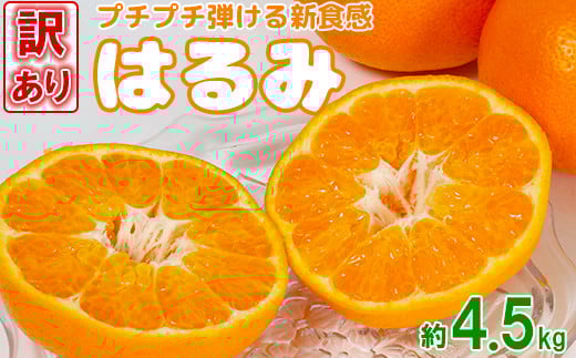 
            【訳あり品】岩尾農園のはるみ 約4.5kg 先行予約 柑橘類 みかん ＜066-006_5＞
          