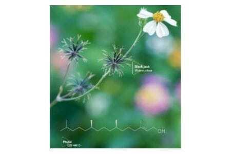 『Waphyto  ナリッシング クレンジングオイル(140ml)』