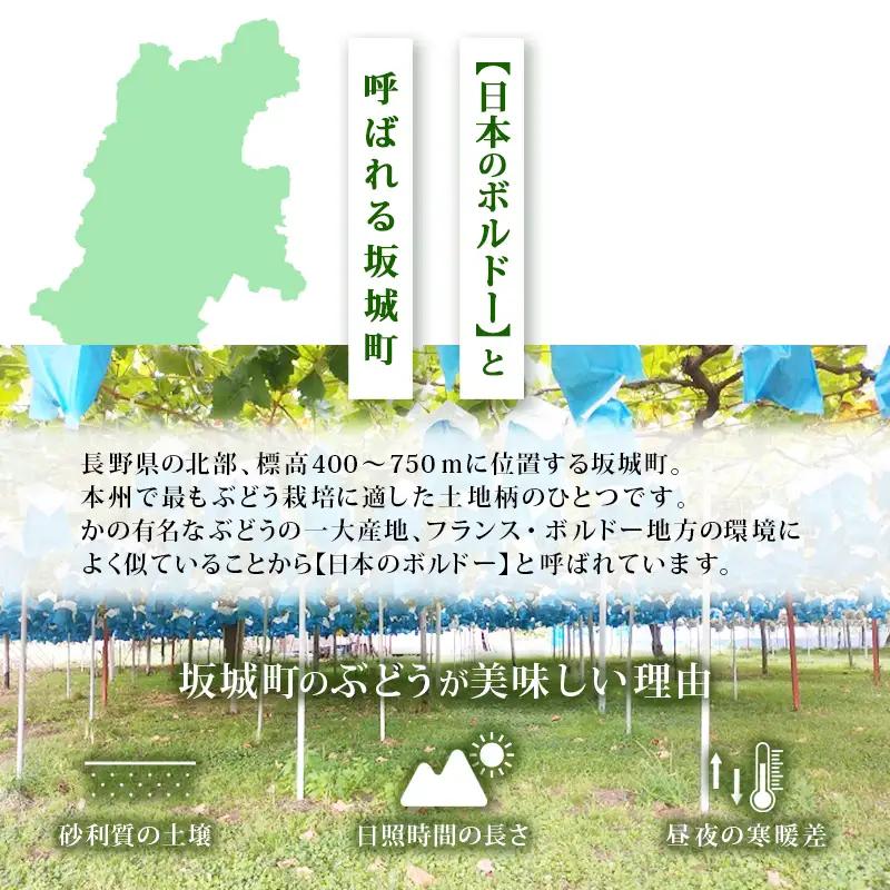 シャインマスカット 富山葡萄園 冷蔵 長野県産 シャインマスカット【2kg以上 3〜4房】【冷蔵】