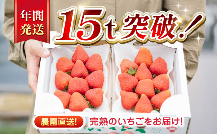 【先行予約】【全3回定期便】【2025年12月より順次発送】 いちご 食べ比べセット 総計1.5kg ( 250g × 2P × 3回 ) 農園直送 産地直送 熊本県産 山都町産【なかはた農園】[YB