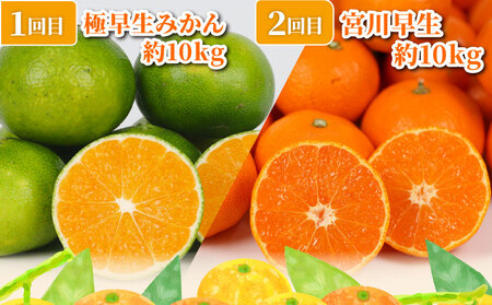 旬の 温州みかん ポンカン 10kg × 4回 定期便 矢野青果 準贈答用 極早生 宮川早生 南柑20号 ぽんかん みかん mikan 愛媛みかん 愛媛ミカン 愛媛蜜柑 果物 くだもの フルーツ 濃厚