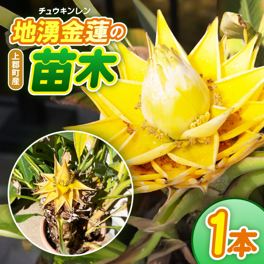 【ふるさと納税】上郡町産 地湧金蓮（チュウキンレン）の苗木 | 地湧金蓮 チュウキンレン 苗木 観賞 植物 花 フラワー きれい 縁起 ゲン担ぎ 開運 幸福 仏教 ガーデニング 飾り 珍しい 兵庫県 上郡町