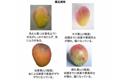 マンゴー【訳あり・ご自宅用】期間限定予約（約1.5kg）【2026年発送】まんごー mango