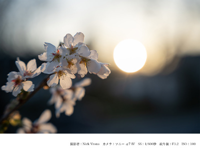 SIGMA 24-70mm F2.8 DG DN II Art【ソニーEマウント】