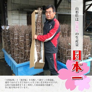 啓翁桜 約70cm×12本（1月下旬発送）※着日指定不可 東北 山形県 遊佐町 庄内地方 桜 木 植物 枝 切り花 花束 お花 室内 リビング 玄関 アレンジにも お正月飾り 冬 春 新春 迎春 新年