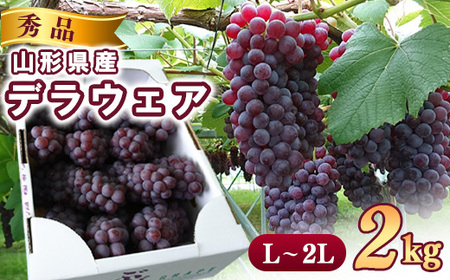 《先行予約》 令和8年産 種なし ぶどう デラウェア 秀品 2kg (L - 2Lサイズ) 山形県産【2026年7月下旬頃から8月上旬頃発送予定】 ※配送不可 沖縄・離島　019-B-CS007