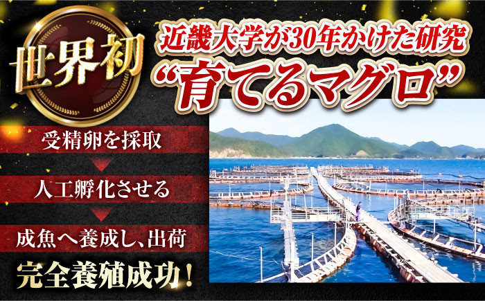 マグロ まぐろ 生食 刺身 さしみ セット 海鮮 魚介 養殖マグロ 養殖まぐろ 養殖 冷蔵 赤身 大トロ 中トロ 高級
