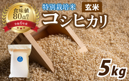 【先行予約】【令和7年産新米】南条米 特別栽培米コシヒカリ 真空パック 玄米 5kg [ B-011006 ] 福井 ブランド米