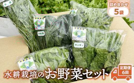 【定期便6回】【水耕栽培】野菜 詰め合わせ 合計 5袋 ( レタス チンゲン菜 小松菜 山東菜 水菜 わさび菜 ） 3 ～ 5種類  詰合せ おまかせ セット みずみず やさい 葉物 障がい者支援 就労支援 支援 応援 福祉 岩手県 金ケ崎町