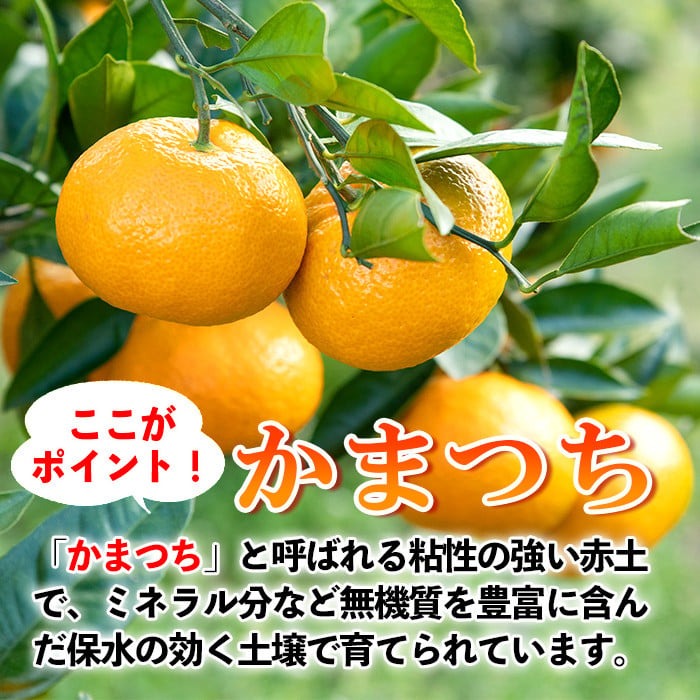 s498 ≪先行予約受付中！2025年12月中旬より順次発送≫十万温州みかん(計約10kg・M～Lサイズ) 鹿児島 国産 九州産 フルーツ 柑橘 みかん 蜜柑 【田野農園】