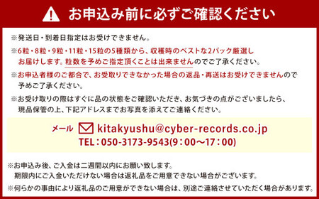 【2025年3月12日まで受付】小倉の苺やさん「わがこいちご」260g×2パック 合計520g以上【2025年1月上旬～3月下旬発送予定】福岡県 いちご イチゴ 果物 旬 新鮮 朝摘み 完熟 フルーツ