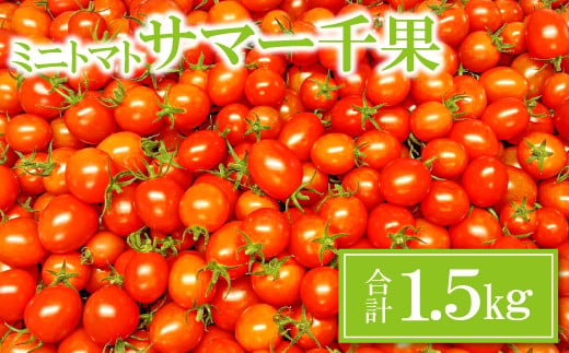 ミニトマト(サマー千果)1.5㎏【ミニトマト 甘い 1.5kg 1箱 トマト 旬 濃厚 自家製肥料 リコピン ギフト 贈り物 お弁当 食材 野菜 先行予約 期間限定 9下旬～11月中旬発送】