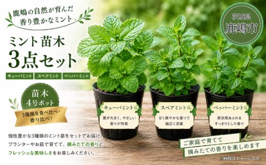 ミント キューバミント スペアミント ペッパーミント 先行予約 苗 苗木 園芸 セット 三点セット ガーデニング ミントの苗 日用品 雑貨 趣味  4号ポット 3鉢 清涼感 爽やか ハーブティー モヒート ドリンク お菓子 デザート 肉料理 魚料理 アクセント 違いを楽しむ スイーツ 香り 比較 香り比べ 育てる 栽培 趣味 植物 ふるさと納税 茨城県 鹿嶋市 【10月以降順次配送予定】