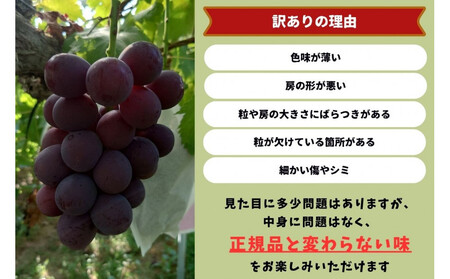 家庭用 藤稔　1.0kg以上 2房 朝採れ ぶどう 葡萄  Kawahara Green Farm　岡山県産　2026年