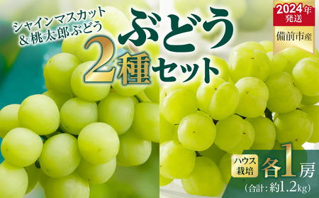 【2024年発送】岡山県備前市産　樹上完熟「シャインマスカット」と「桃太郎ぶどう」（ハウス栽培）各1房セット