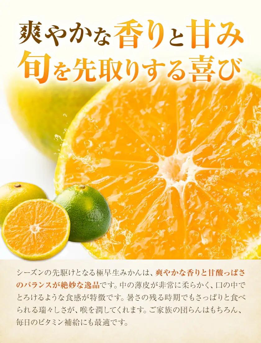 極早生みかん10kg 高橋商店《9月下旬-10月中旬頃出荷》