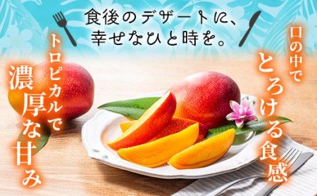 完熟マンゴー ３L～４L×２玉（パック）【濃厚 宮崎 高級 果物 フルーツ 贈答 ギフト 甘い 先行受付 送料無料】