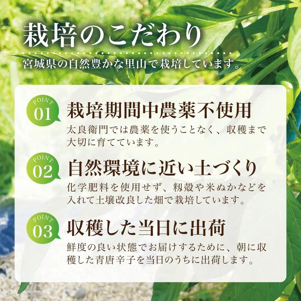 【宮城県産】生青唐辛子 龍の尾 1.5kgセット（500g×3袋）激辛韓国品種 西根の森｜太良衛門