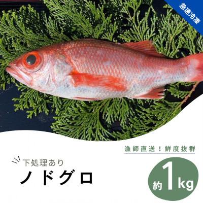 ふるさと納税 海陽町 【2024年7月以降順次発送】高級魚　ノドグロ約1kg(水揚げ時)　下処理済み急速冷凍で産地直送