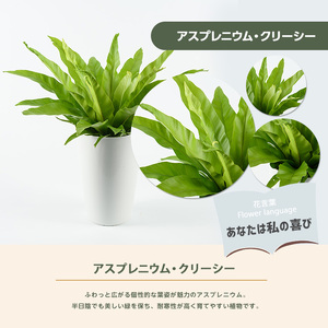 2026年4月上旬～発送【観葉植物】アスプレニウム・クリーシー 55cm～75cm JAいぶすき IB165-010 観葉植物 ※北海道・沖縄・離島配送不可