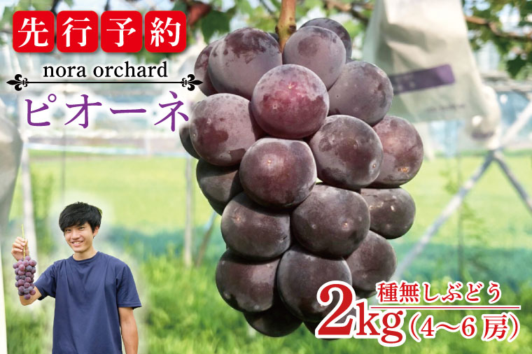 【先行予約】数量限定！種無しぶどう ピオーネ 合計2kg (4～6房) | ９月上旬より順次発送 数量限定 ブドウ 葡萄 ピオーネ 種なし 種なしブドウ 旬 果物 フルーツ 濃厚 ジューシー 益子町産 新鮮 (DC002)