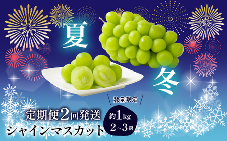 【2026年発送★先行予約】【夏冬２回発送】山梨県笛吹市産 シャインマスカット定期便 約1.0kg 2～3房入り 105-021-26y