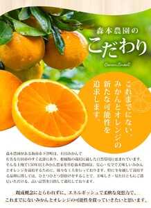 【家庭用】 森本農園の手選別 清見オレンジ 約8kg 和歌山県産 サイズ混合 ※2026年2月上旬～5月中旬頃順次発送 / きよみ 清見 柑橘 ご家庭用 期間限定 由良町 果物 フルーツ 和歌山県【m