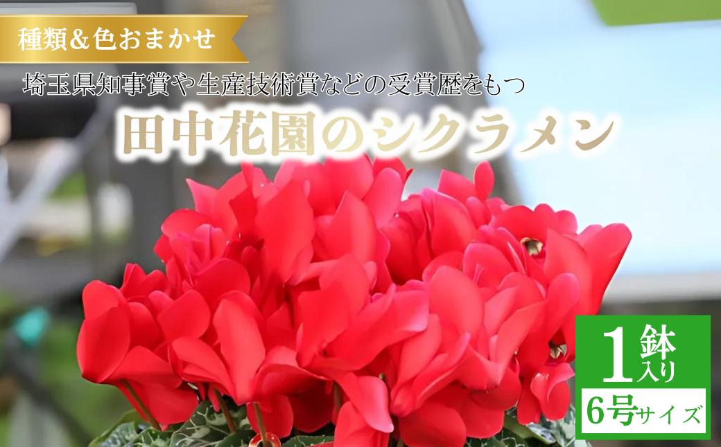 カゴ入りシクラメン 6号鉢 | シクラメン 花苗 フラワー ギフト 季節 お花 ガーデニング ガーデニング 趣味 旬 インテリア 園芸 装飾品 花 植物 花壇 育てやすい 癒し 田中花園 埼玉県知事賞 受賞 ザナチュラリスト 観葉植物 埼玉県 上尾市