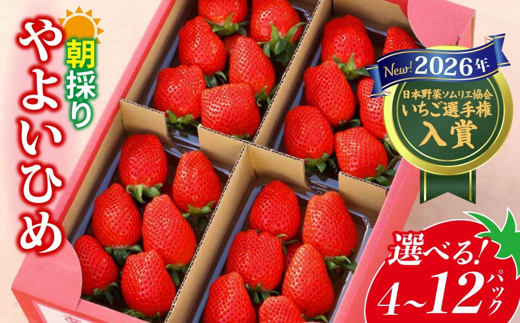 
                  いちご やよいひめ 2026年全国いちご選手権入賞 4パック/12パック/4ヵ月定期便 選べる容量・回数 | 朝採れ イチゴ 苺 高品質 たっぷり 新鮮 完熟 旬 ストロベリー 高級 産地直送 果汁 甘い あまい 人気 高評価 高糖度 ごほうび プレゼント 朝採れ 贈答用 群馬県 前橋市
                