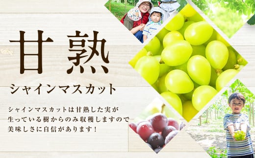 【訳あり品】福岡県産シャインマスカット