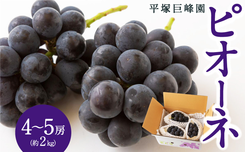 
            【先行予約】 平塚巨峰園 ピオーネ 4房から5房 （約2kg） 【2026年7月上旬～7月下旬より順次発送予定】 葡萄 ぶどう ブドウ 大粒 種無し 種なし 果物 くだもの フルーツ 果実 お取り寄せ 福岡県 うきは市 冷蔵
          