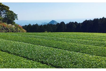 黄綬褒章受章有機緑茶抹茶入りティーバッグ