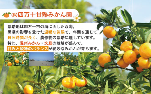 【早期受付・数量限定】農家直送!四万十みかん《おふくろさん》3kg 家庭用 予約 早期受付 数量限定 家庭用 旬 温州 温州みかん みかん 蜜柑 ミカン フルーツ 果物 くだもの 四万十市 四万十 し