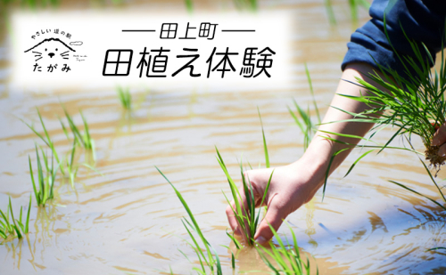 田植え体験