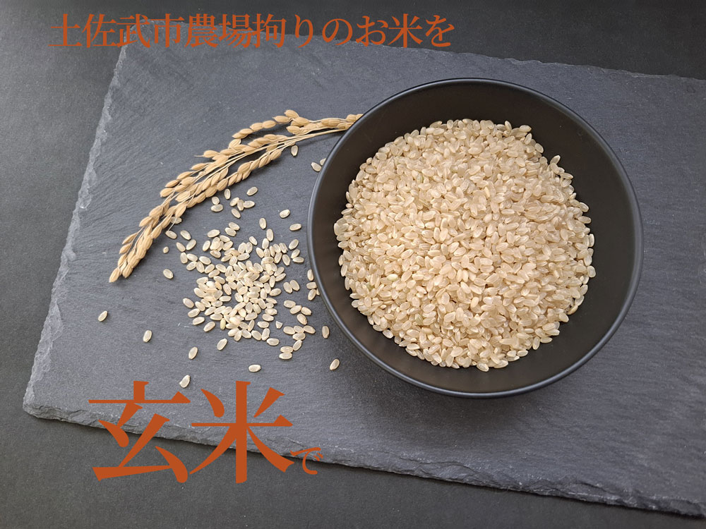 【お米定期便】 【3回】 令和7年度 玄米 コシヒカリ 数量限定 各5キロ 米 コメ 減農薬栽培 お米 精米 早場米 新米 ご飯 おにぎり こめ 白米 低化学肥料 高知県 南国市