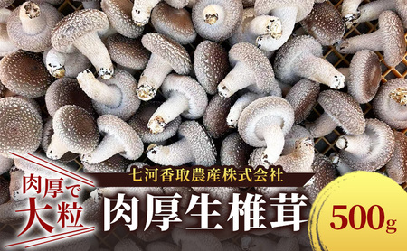 しいたけ きのこ 肉厚生椎茸 通年栽培 大粒 しいたけ【500g】