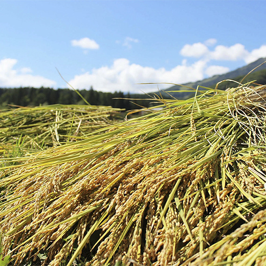 【令和7年度産】長野県小谷村百姓七人衆のあきたこまち【玄米】　10kg