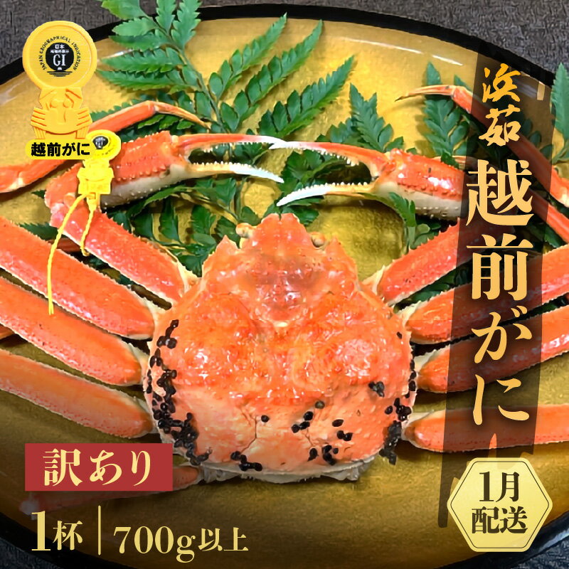 【ふるさと納税】【訳あり】≪浜茹で≫越前がに 1杯（生で700g前後）【雄 ズワイガニ かに カニ 蟹 越前ガニ 姿 ボイル 冷蔵 福井県】【1月発送分】希望日指定可 備考欄に希望日をご記入ください [e68-x006_01]