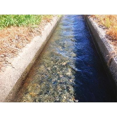 ふるさと納税 高島市 実生庵の近江米【四季風流】コシヒカリ 5kg×2袋 精米 MS84 |  | 02