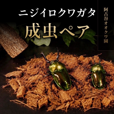 
ニジイロクワガタ成虫ペア【1505385】
