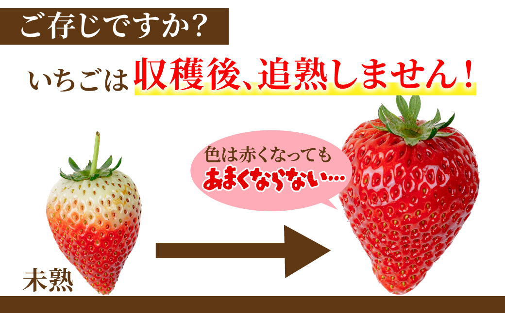 【先行受付：3月以降発送】いちご 小島さんちの完熟 とちあいか レギュラーサイズ 約270g×2パック 合計 約540g | いちご イチゴ 苺 とちあいか 完熟 大粒 果物 フルーツ くだもの あま